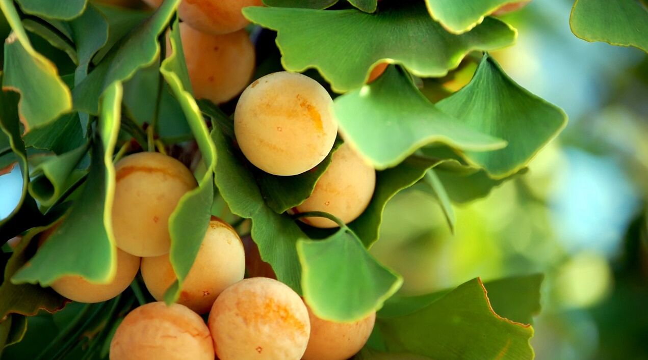 Ginkgo biloba în Gluconol